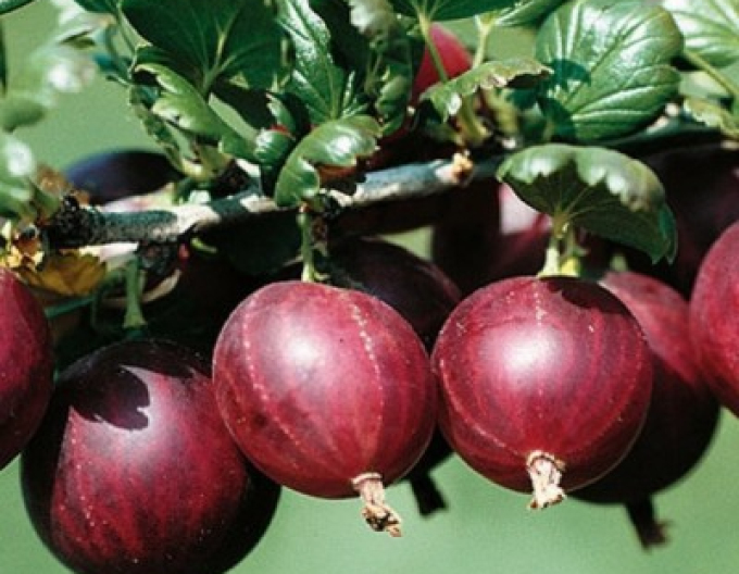 Agriș ´Rolonda´ puiet cu rădăcină liberă