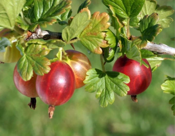 Agriș ´Pax´  - puiet cu rădăcină liberă