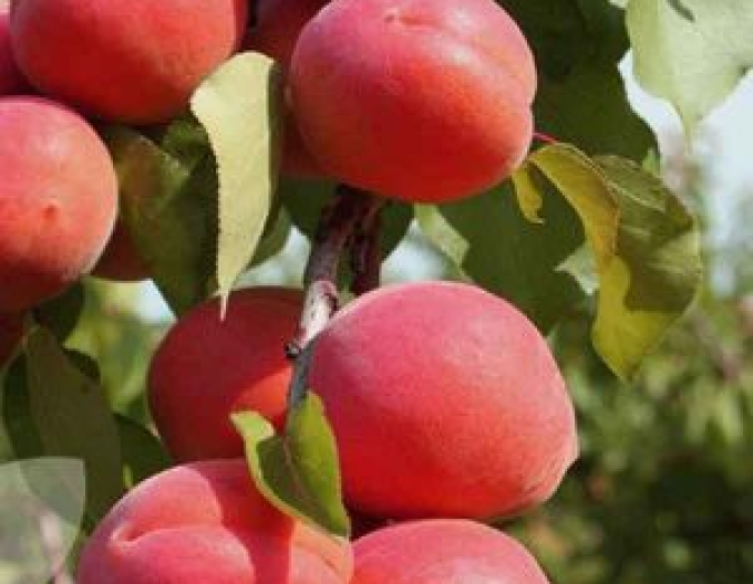 Piersic ´Regina´ semi-durere