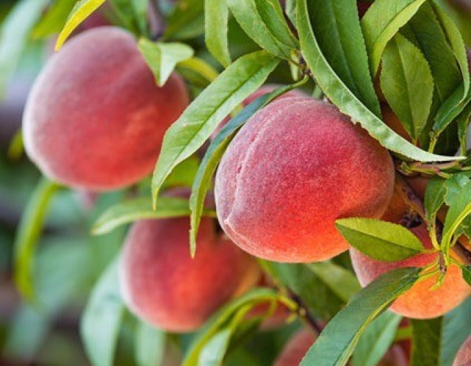 Piersic "Tebana" târziu