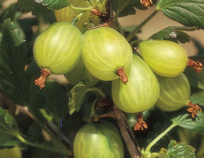 Agriș "Invicta" - puiet ,2l