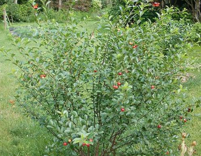 Vișin pitic ’Carmine Jewell’ – tufă