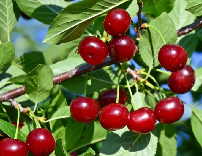 Vișin pitic ’Carmine Jewell’ – tufă