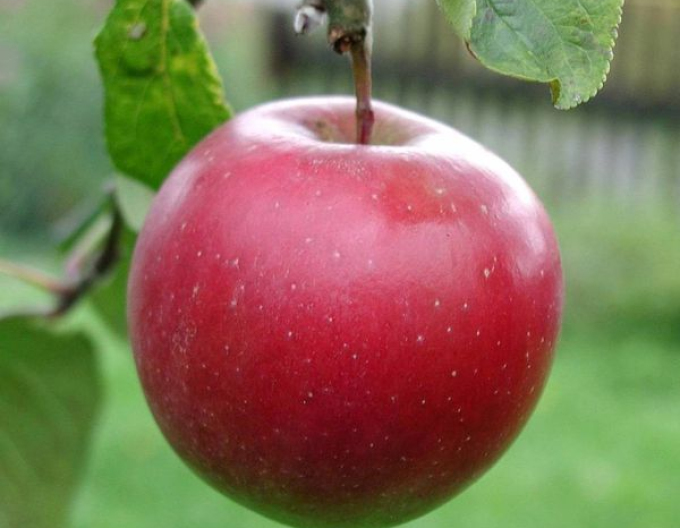 Măr de iarnă "Breaburn", portaltoi. MM106, liber.