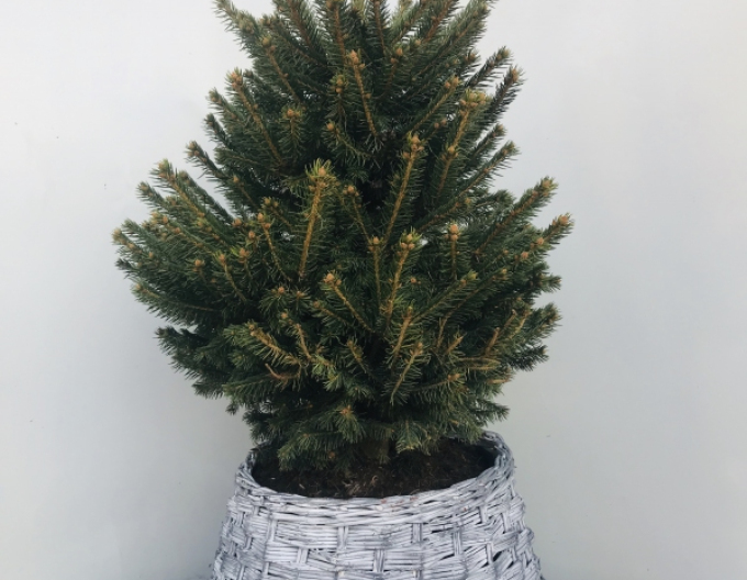 Coș din răchită alb-gri