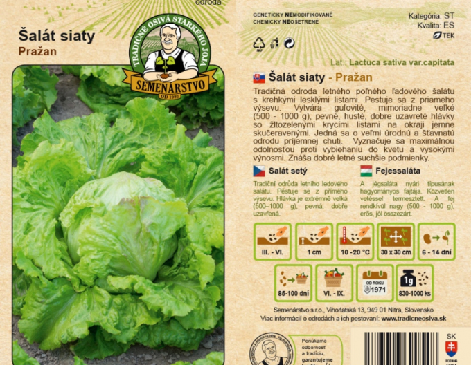 Salată sădită ´Pražan´