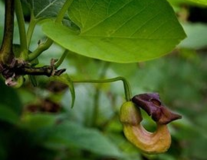 Aristolochia cu frunze mari