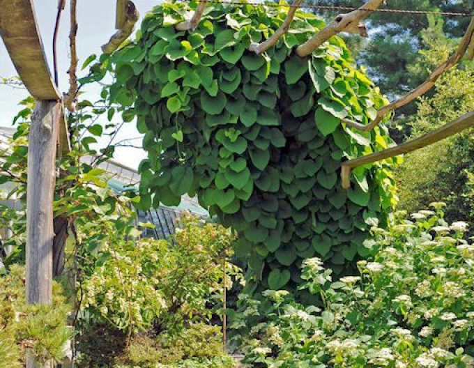 Aristolochia cu frunze mari