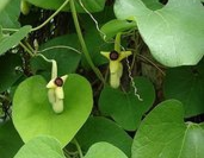 Aristolochia cu frunze mari