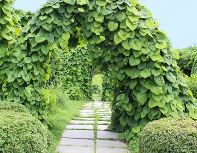Aristolochia cu frunze mari