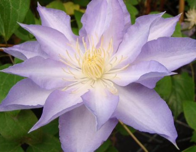 Clematis ´Thyrislund´