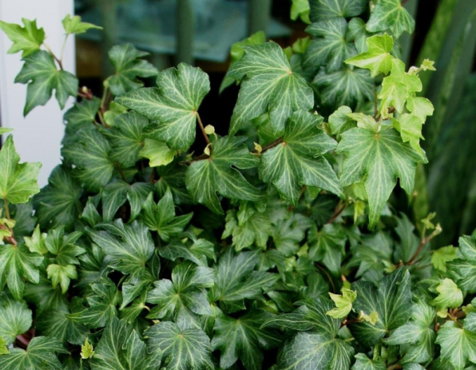 Iedera-cățărătoare Green Ripple