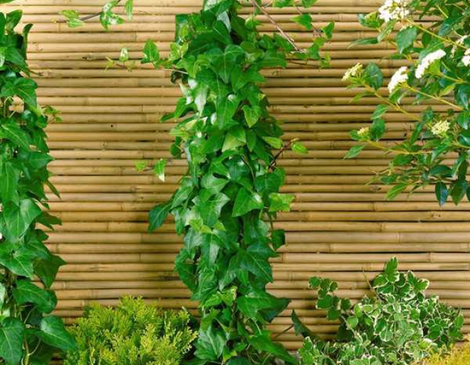 Iederă-tărătoare "Mein Hertz