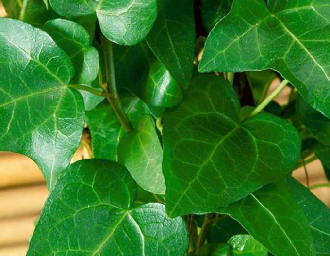 Iederă-tărătoare "Mein Hertz