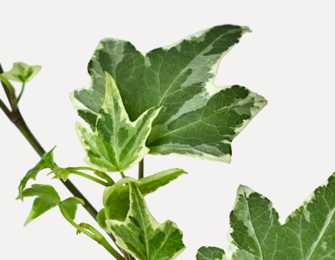 Iedera  White Ripple