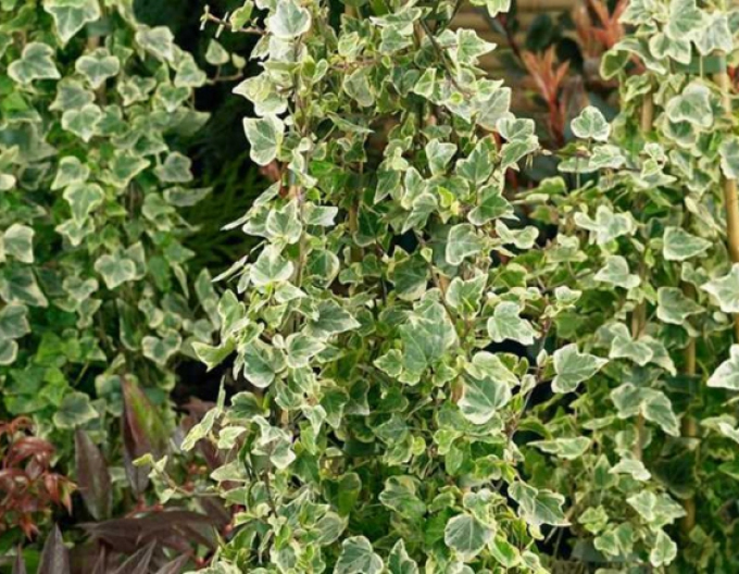 Iedera  White Ripple