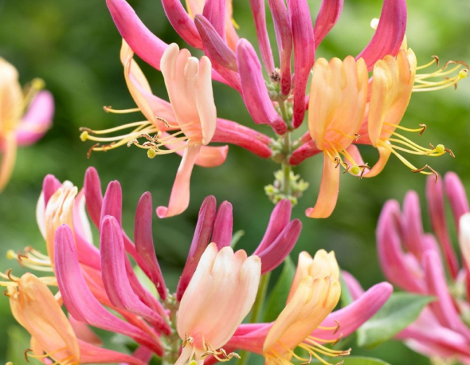 Caprifoi- heckrotii ´American Beauty´