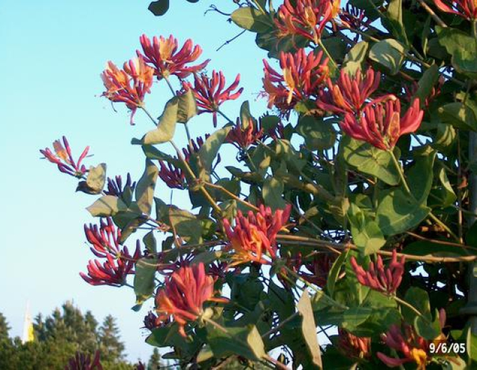 Caprifoi- heckrotii ´American Beauty´