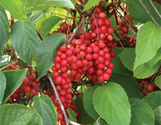 Schizandra chinensis