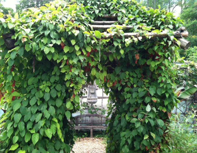 Schizandra chinensis