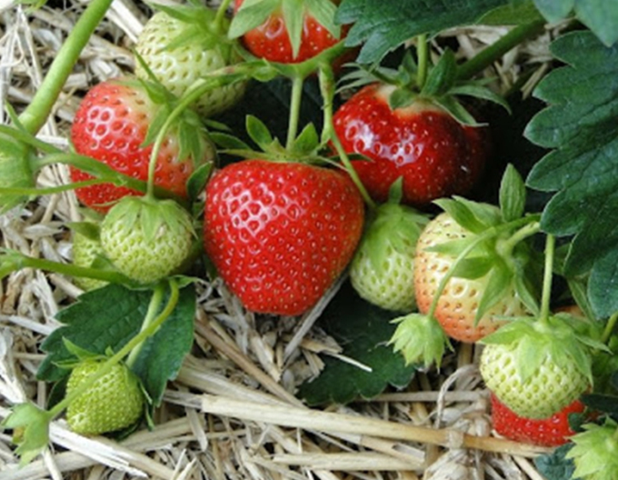 Căpșuni semitimpurii ´Induka´