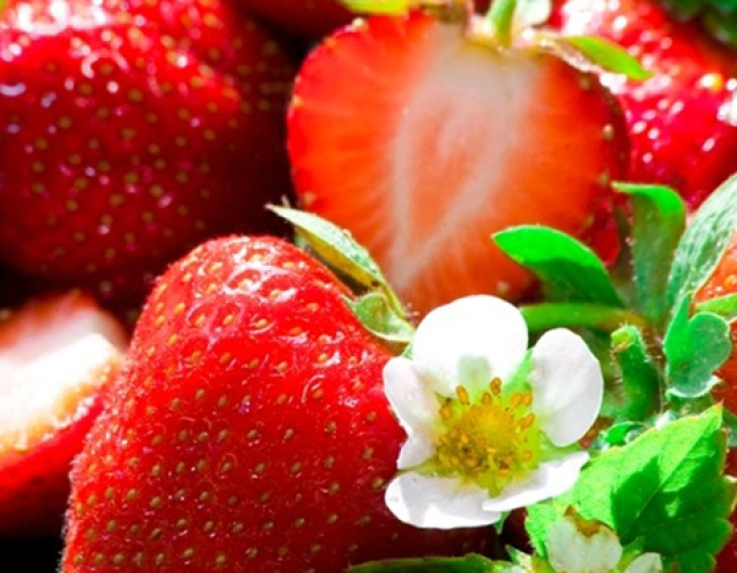 Căpșuni ´Anabel´ varietate perenă