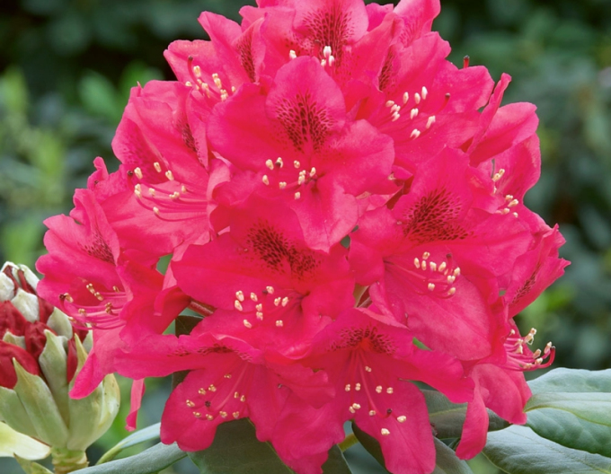 Rhododendron ´Nova Zembla´