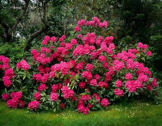 Rhododendron ´Nova Zembla´
