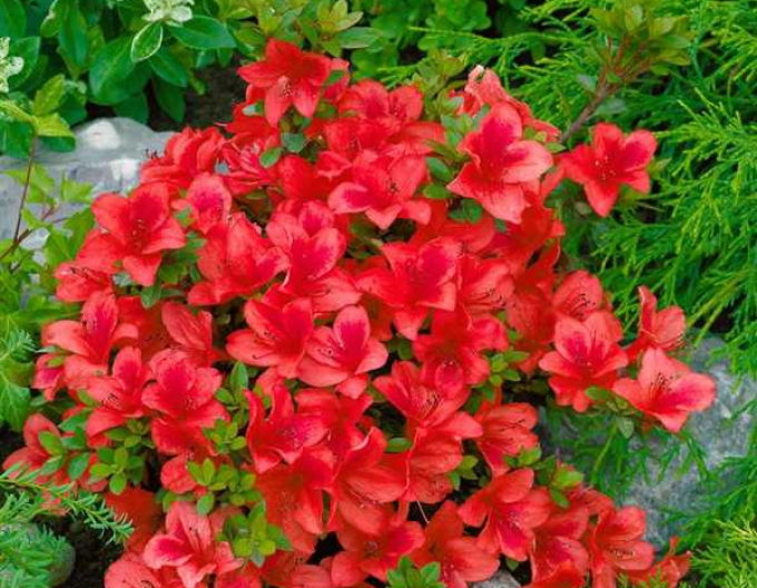 Azalea japonica Johana