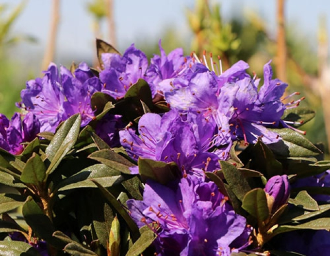 Azalea japoneza Violetta