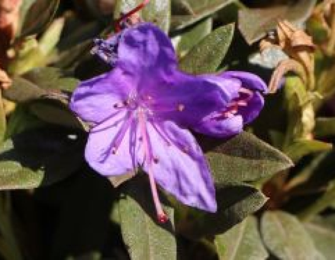 Azalea japoneza Violetta