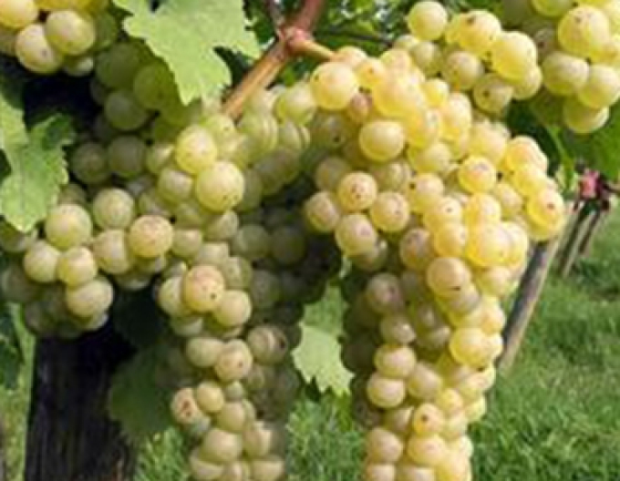 Struguri de masă ´Crupka alba