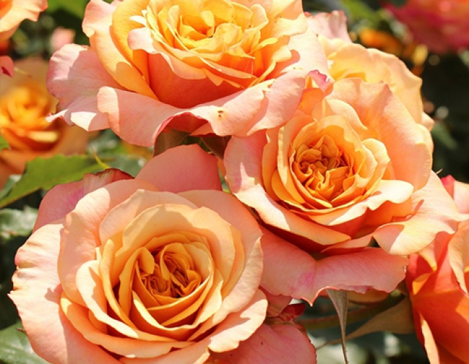 Trandafir ´La Villa Cotta´