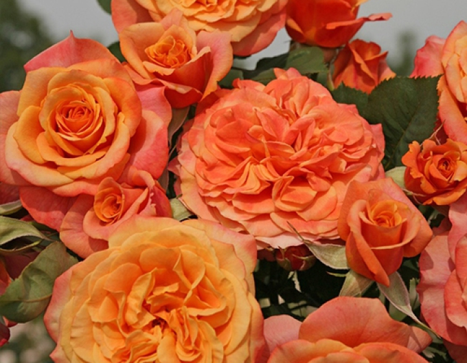 Trandafir ´La Villa Cotta´