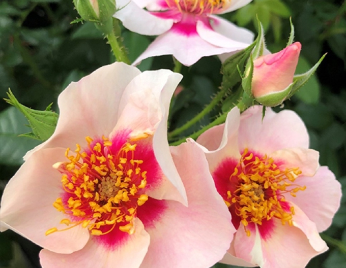 Trandafir ´SEE YOU IN RED´