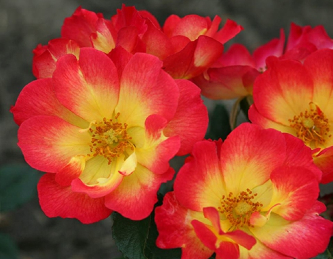 Trandafir "Vara iubirii