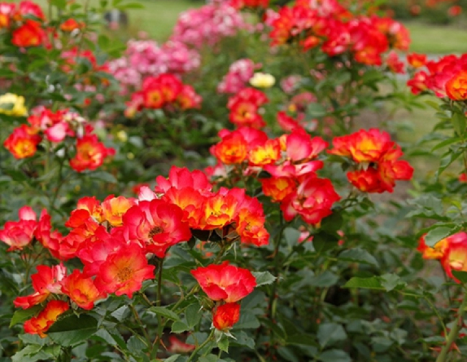 Trandafir "Vara iubirii