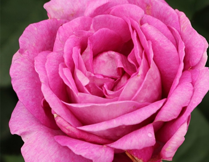 Trandafir Carmen Würth