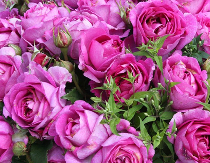 Trandafir Carmen Würth