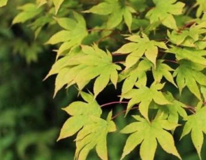 Arțar cu frunze de palmier Verde