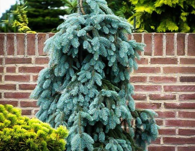 Molid alb ´The Blues´