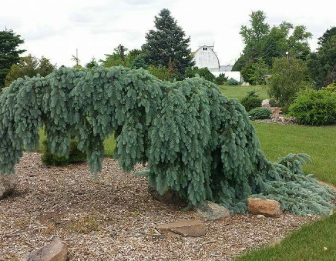 Molid alb ´The Blues´