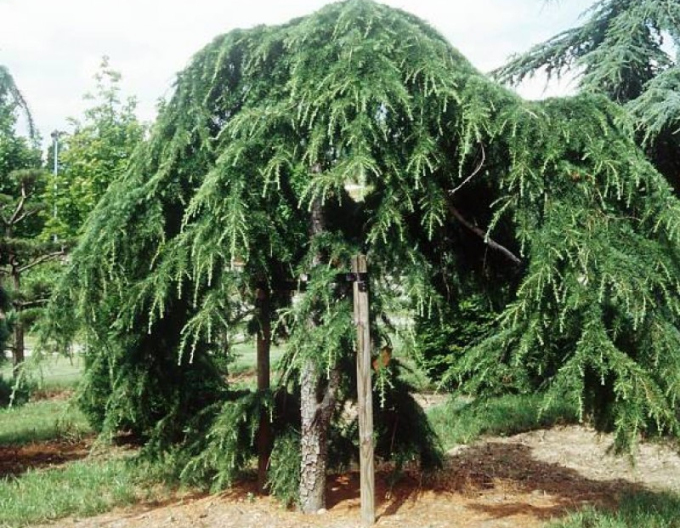 Cedru de Himalaya ´Pendula´