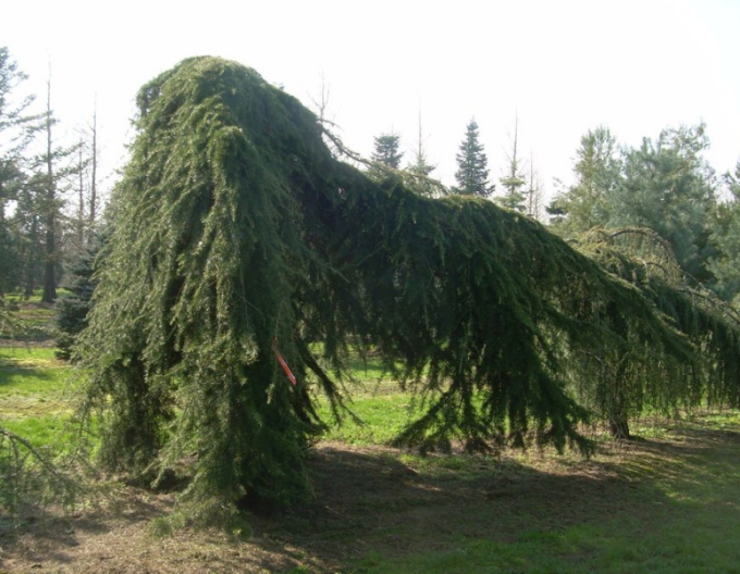 Cedru de Himalaya ´Pendula´