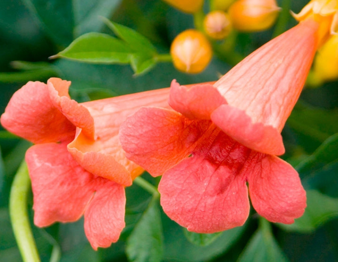 Trompetă ´Madame Galen´