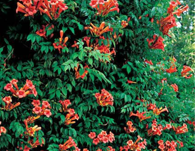 Trompetă ´Madame Galen´