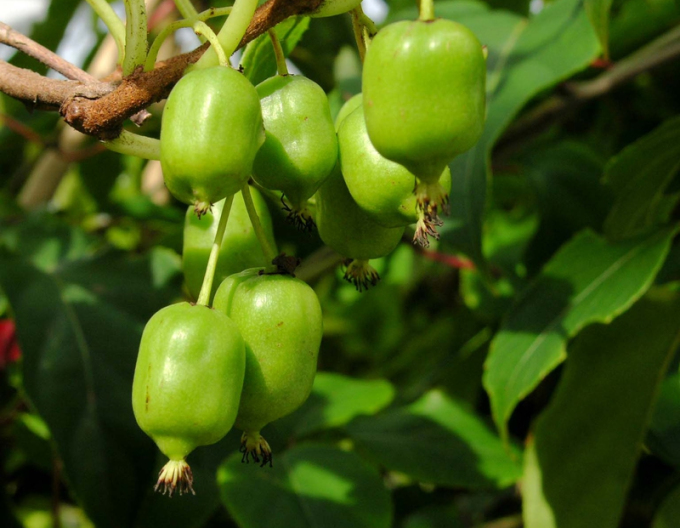 Mini kiwi Japsai cu autopolenizare