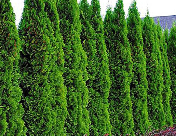 Thuja Emerald