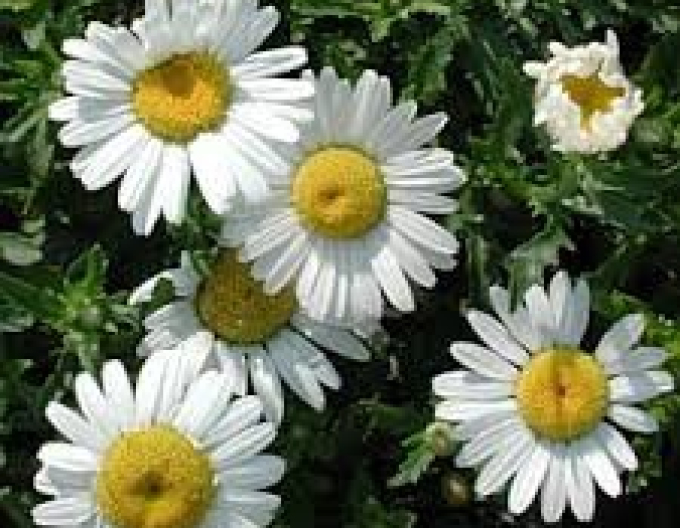 Margaretă ´May Queen´