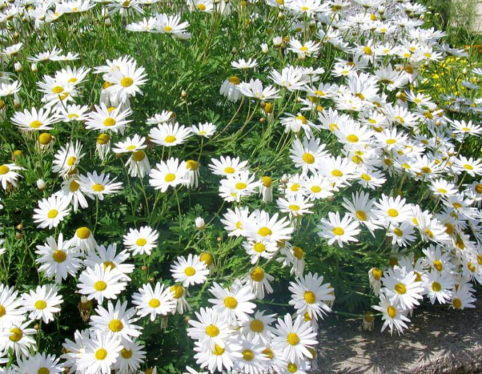 Margaretă ´May Queen´